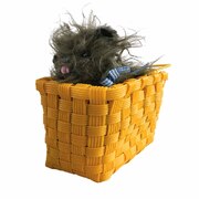 Toto in a Basket